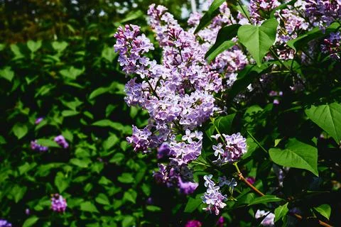 Lovely branches of spring lilac with green leaves Stock Photos