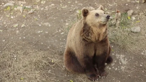 Lovely Brown Bear Chasing Fly Nose Move Play Cute Stock-Footage 71652245