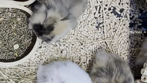 Lovely bunny, easter fluffy white bunnies, adorable rabbit in a cage. Vertical Stock Footage 250127491