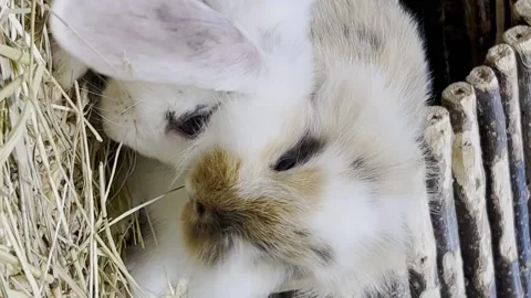 Lovely bunny, easter fluffy white bunnies, adorable rabbit in a cage. Vertical Stock Footage 250127536