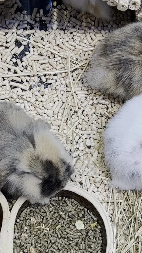 Lovely bunny, easter fluffy white bunnies, adorable rabbit in a cage. Vertical Stock Footage 250387515