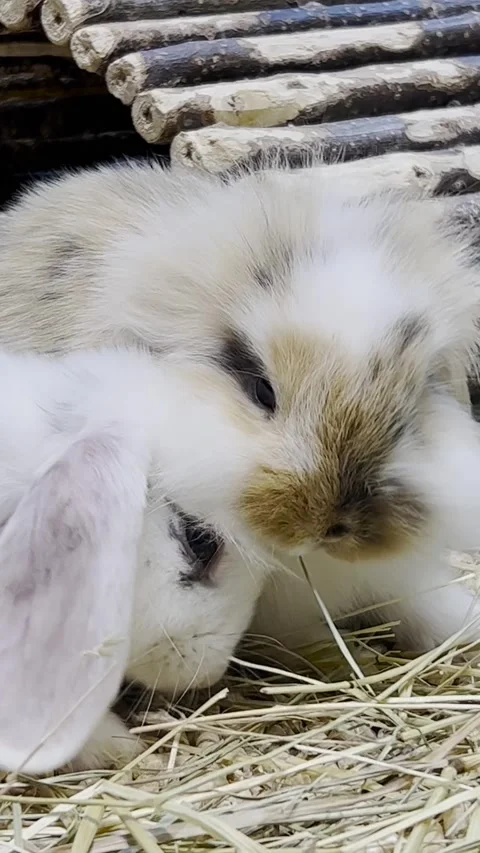 Lovely bunny, easter fluffy white bunnies, adorable rabbit in a cage. Vertical Stock-Footage 250387535