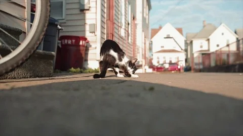 Lovely cat Stock Footage 76360541