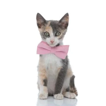 Lovely cat looking forward while wearing a pink bowtie 스톡 사진