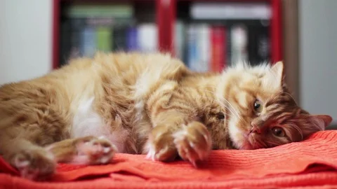 Lovely Cat Lying on Blanket 스톡 동영상 98976320