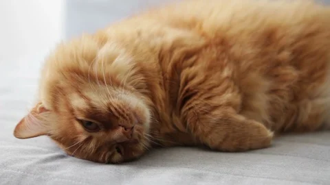 Lovely Cat Lying on Couch Stock Footage 96238102