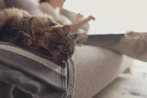 Lovely cat lying down on the couch at home Stock Photos