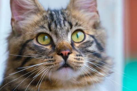 Lovely cat muzzle close-up. Chic fluffy cat with yellow ices Stock Photos