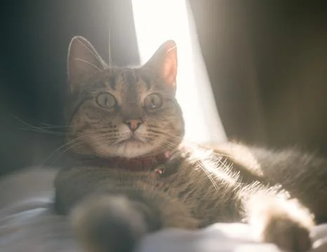 Lovely cat Foto stock