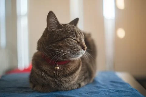 Lovely cat Foto stock