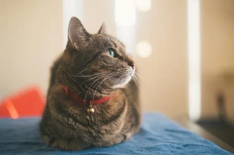 Lovely cat Foto stock