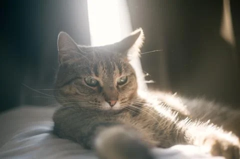 Lovely cat Foto stock