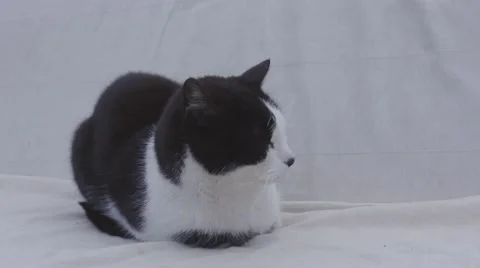 Lovely cat relaxing at swing bed nearly sleeping Stock Footage 54060559