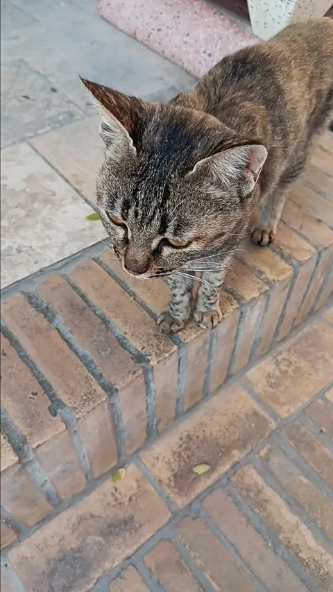Lovely cat in Samarkand Stock Footage 297803972