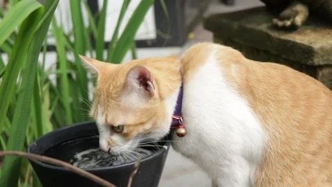 Lovely cat sitting and drinking water in the garden. 스톡 동영상 135802102