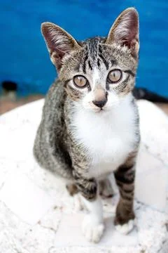 Lovely cat sitting on the table Stock Photos