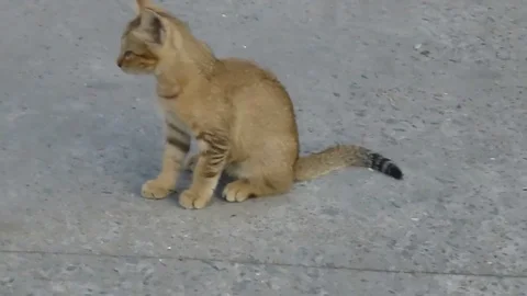 A lovely cat is on the square Video stock 70905534