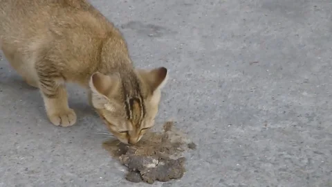 A lovely cat is on the square Stock Footage 70905542