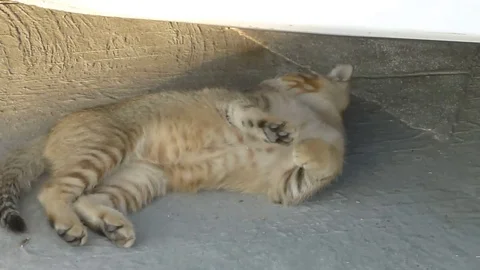 A lovely cat is on the square Stock Footage 70905549