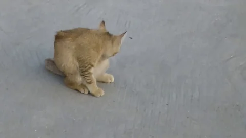 A lovely cat is on the square Stock Footage 70905584