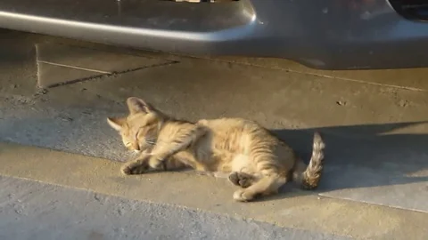 A lovely cat is on the square Stock Footage 70905812