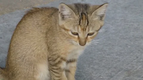 A lovely cat is on the square Stock Footage 70905875