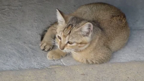A lovely cat is on the square Stock Footage 70906914