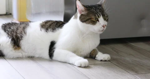 Lovely cat staying on the floor Stock Footage 166523397