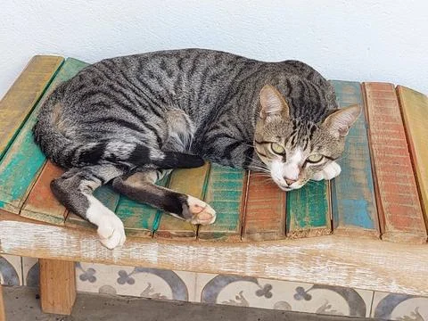 Lovely cat on the table Stock Photos