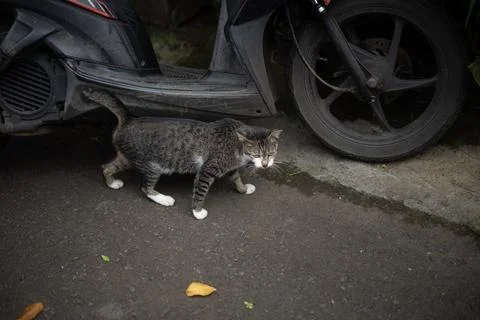 This lovely cat is walking and code playing together Foto stock