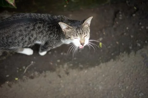 This lovely cat is walking and code playing together Stock Photos