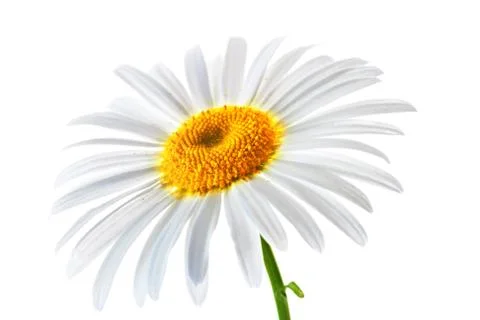 Lovely chamomile Stock Photos