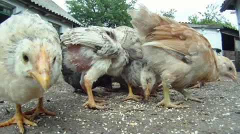 Lovely chicks Stock Footage 10916482