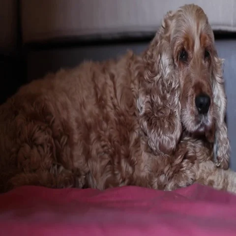 Lovely Cocker dog Stock Footage 69598628