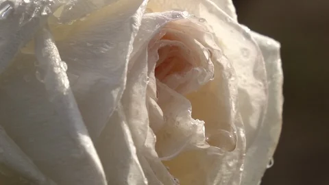 Lovely cream rose with drops of water on petals after heavy rain 库存影片 92589341