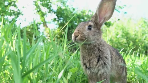 Lovely cute brown rabbit. Easter Bunny eats grass in nature. Cute fluffy rabbit Stock Footage 199947975
