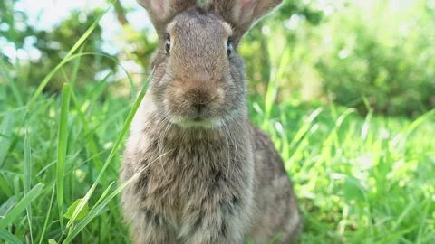 Lovely cute brown rabbit. Easter Bunny eats grass in nature. Cute fluffy rabbit Stock Footage 200007670