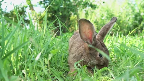 Lovely cute brown rabbit. Easter Bunny eats grass in nature. Cute fluffy rabbit Stock Footage 200870712