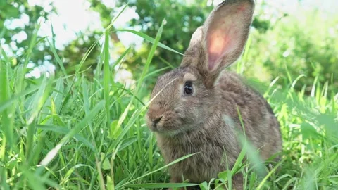Lovely cute brown rabbit. Easter Bunny eats grass in nature. Cute fluffy rabbit Video stock 200994136