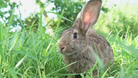 Lovely cute brown rabbit. Easter Bunny eats grass in nature. Cute fluffy rabbit Video stock 201487309