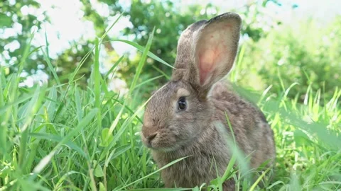 Lovely cute brown rabbit. Easter Bunny eats grass in nature. Cute fluffy rabbit Stock Footage 205592648