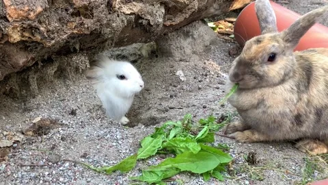 Lovely cute rabbits. Easter bunnies eat grass in nature. Cute fluffy rabbits Stock Footage 225720447