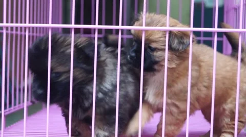 The lovely dog Stock Footage 45433320