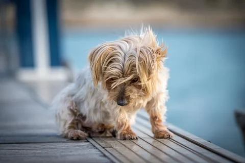 Lovely dog looking down. Isolated blurred background. Yorkshire Terrier brown Foto stock