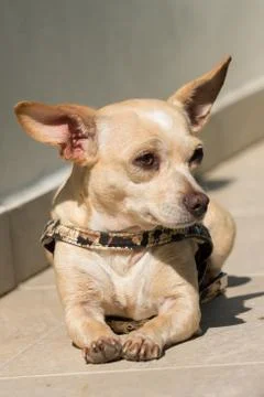 Lovely dog Stock-Fotos