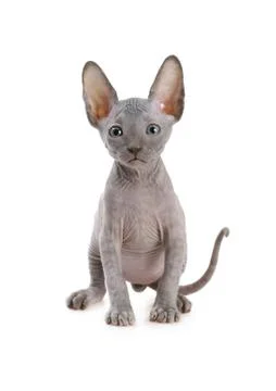 Lovely Don Sphinx kitty cat Foto stock