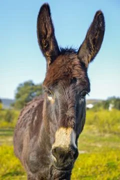 Lovely donkey Fotos Stock