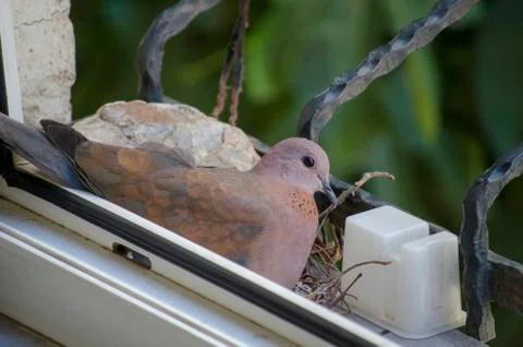 Lovely Dove sitting on her Egg Foto stock