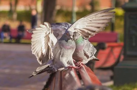 Lovely doves Foto stock