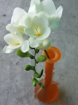 A lovely flower Stock Photos